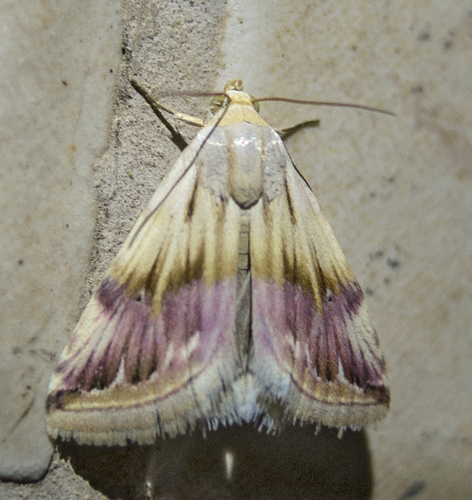Purple Marbled
