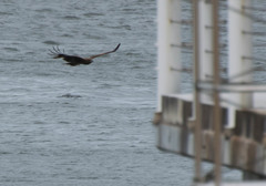 Milvus migrans lineatus