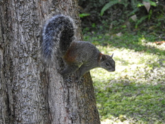 Sciurus aureogaster