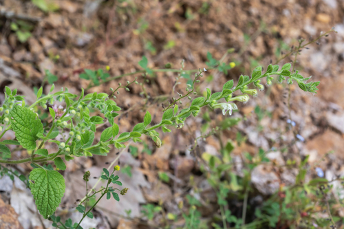 Photo of Scutellaria albida L.
