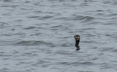 Phalacrocorax carbo