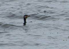 Phalacrocorax carbo