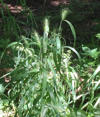 Elymus macgregorii