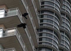 Corvus macrorhynchos