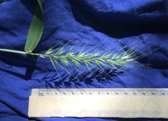 Elymus macgregorii