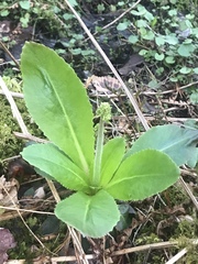 Micranthes virginiensis