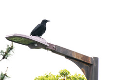 Corvus macrorhynchos