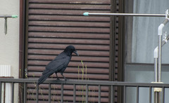 Corvus macrorhynchos