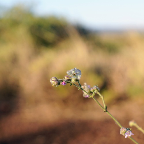 Image of Mirabilis linearis by (c) Andrew Tree, some rights reserved (CC BY)