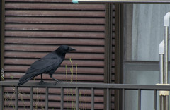 Corvus macrorhynchos