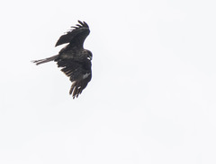 Milvus migrans lineatus