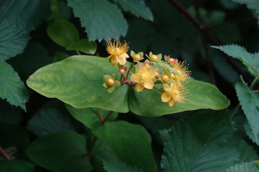 Tutsan from York, UK on June 12, 2024 at 09:34 AM by Martin Roberts ...