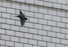 Hirundo rustica