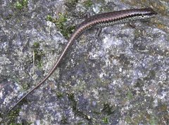 Sphenomorphus incognitus