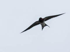Hirundo rustica