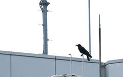 Corvus macrorhynchos