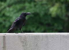 Corvus macrorhynchos