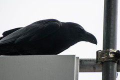 Corvus macrorhynchos