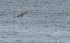 Milvus migrans lineatus