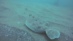 Pleuronichthys coenosus