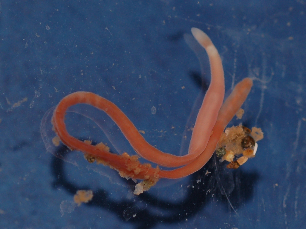 Maculaura