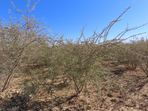 Image of Vachellia nebrownii by no rights reserved