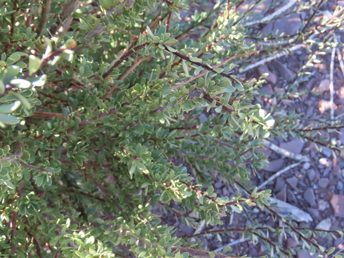 Image of Boscia foetida by no rights reserved