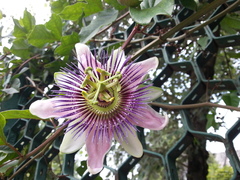 Passiflora alata × caerulea
