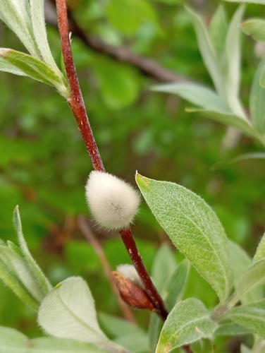 Image of Salix lapponum by (c) Jono, some rights reserved (CC BY)
