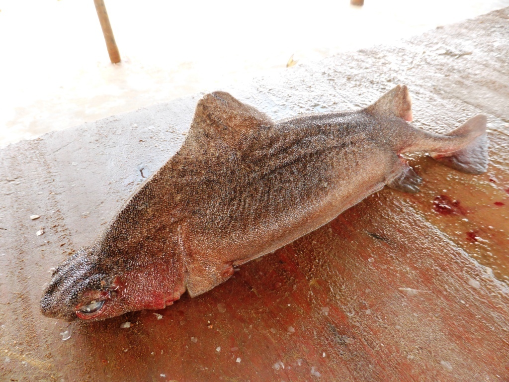 Angular rough shark (Oxynotus centrina) — Oxynotidae