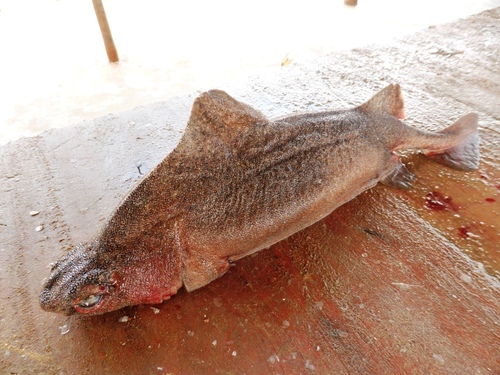 Angular Roughshark