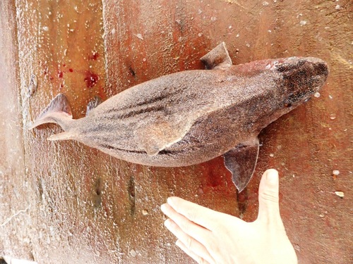 Angular rough shark (Oxynotus centrina) — Oxynotidae — 2