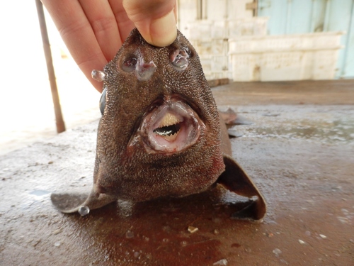 Angular rough shark (Oxynotus centrina) — Oxynotidae — 4