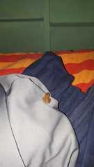 Eleutherodactylus planirostris