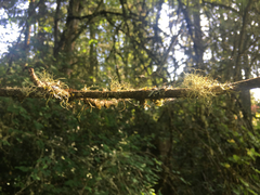 Usnea australis