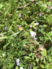 Cardamine pratensis