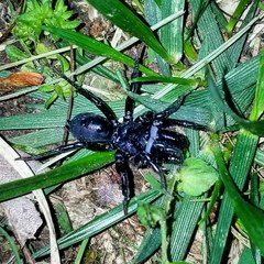 Sphodros niger