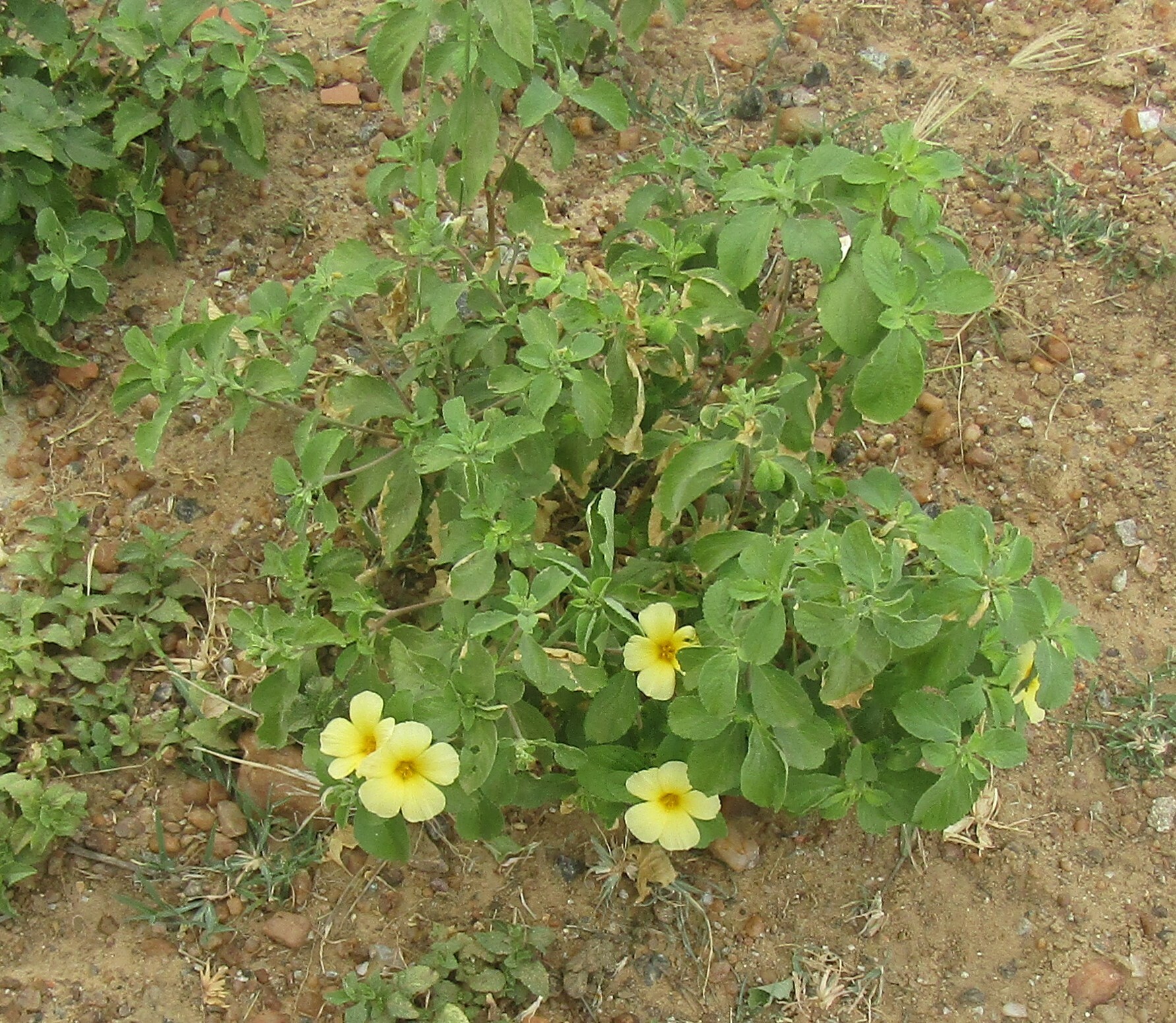 Turnera subulata