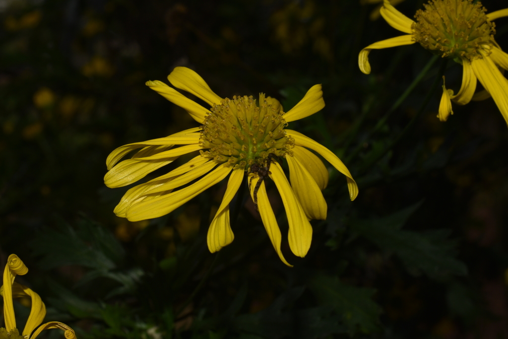 Tharrhalea mariae