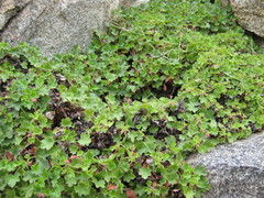 Heuchera hirsutissima