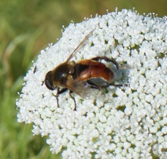 Polydontomyia curvipes