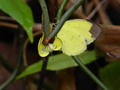 Eurema sari