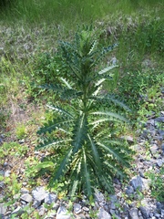 Cirsium brevistylum