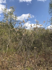 Amelanchier nantucketensis