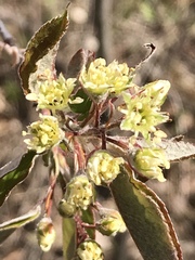 Amelanchier nantucketensis