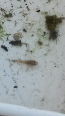 Cottus beldingii