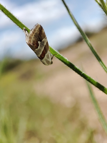 Eublemma candidana