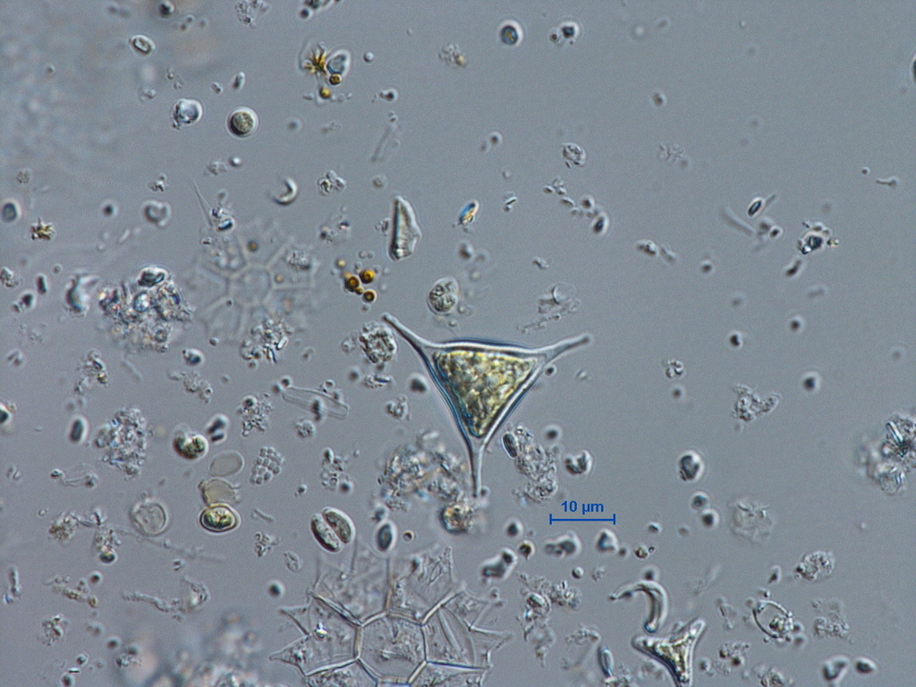 Goniochloris spinosa