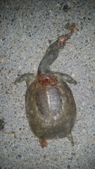 Apalone spinifera emoryi