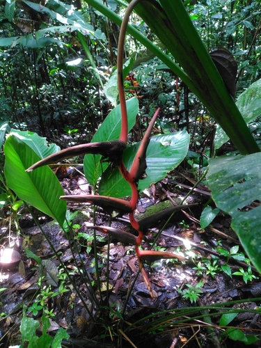 Parrot flower (Heliconia pendula)